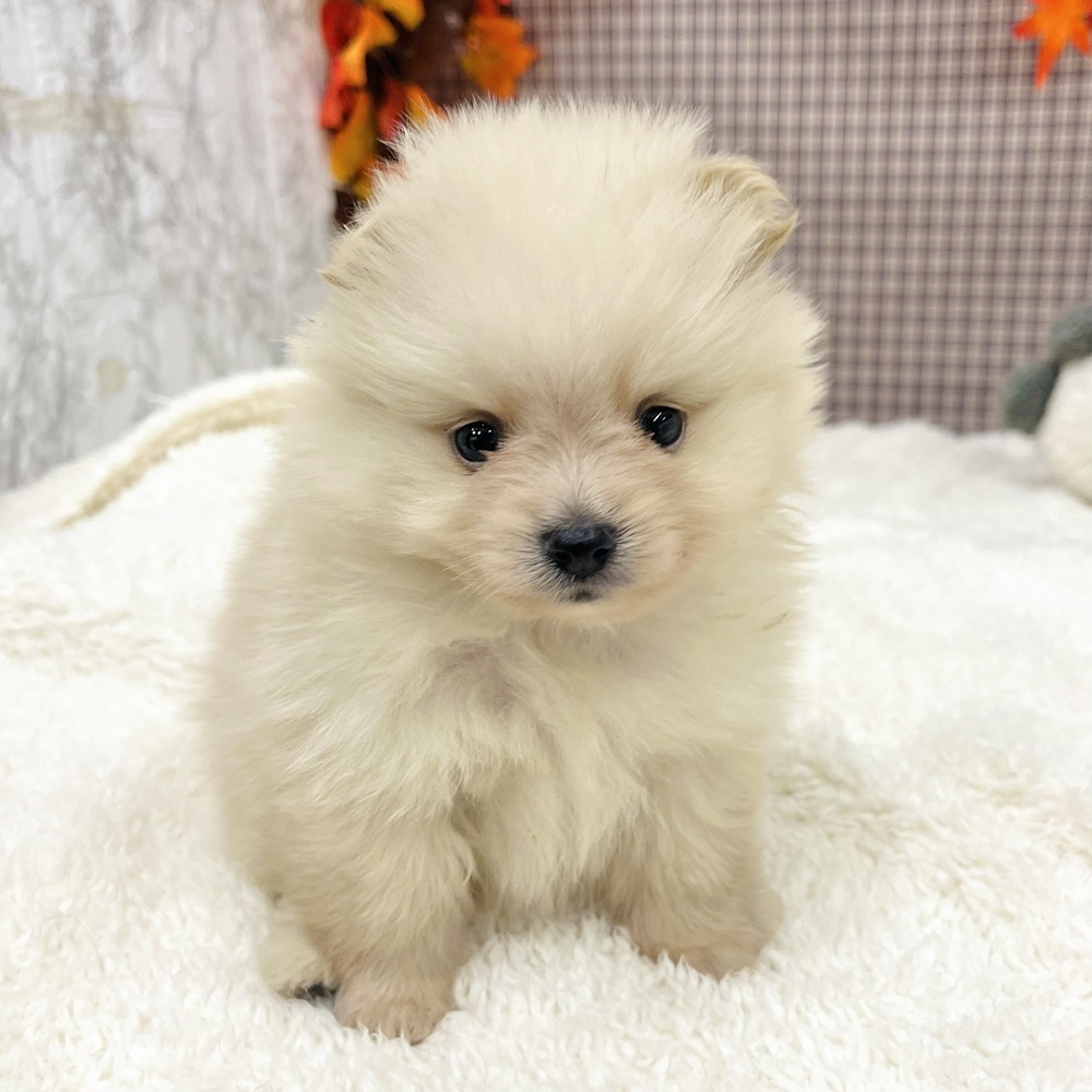 愛知県のポメラニアン (犬の家＆猫の里エアポートウォーク店/2025年9月2日生まれ/男の子/クリーム)の子犬の1枚目の画像