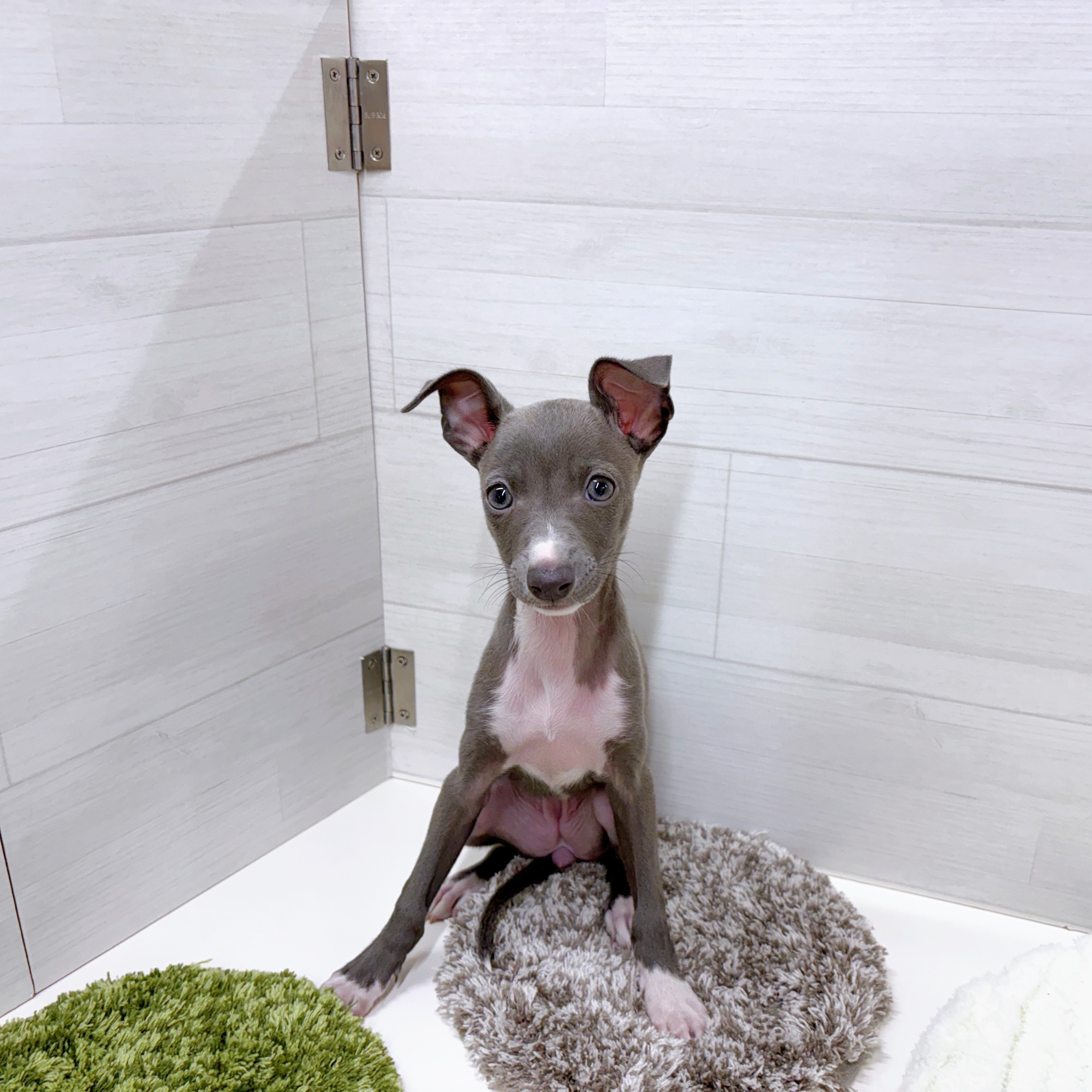 石川県のイタリアングレーハウンド (犬の家＆猫の里アミーゴ金沢おこばた店/2025年9月1日生まれ/女の子/ブルーホワイト)の子犬の4枚目の画像