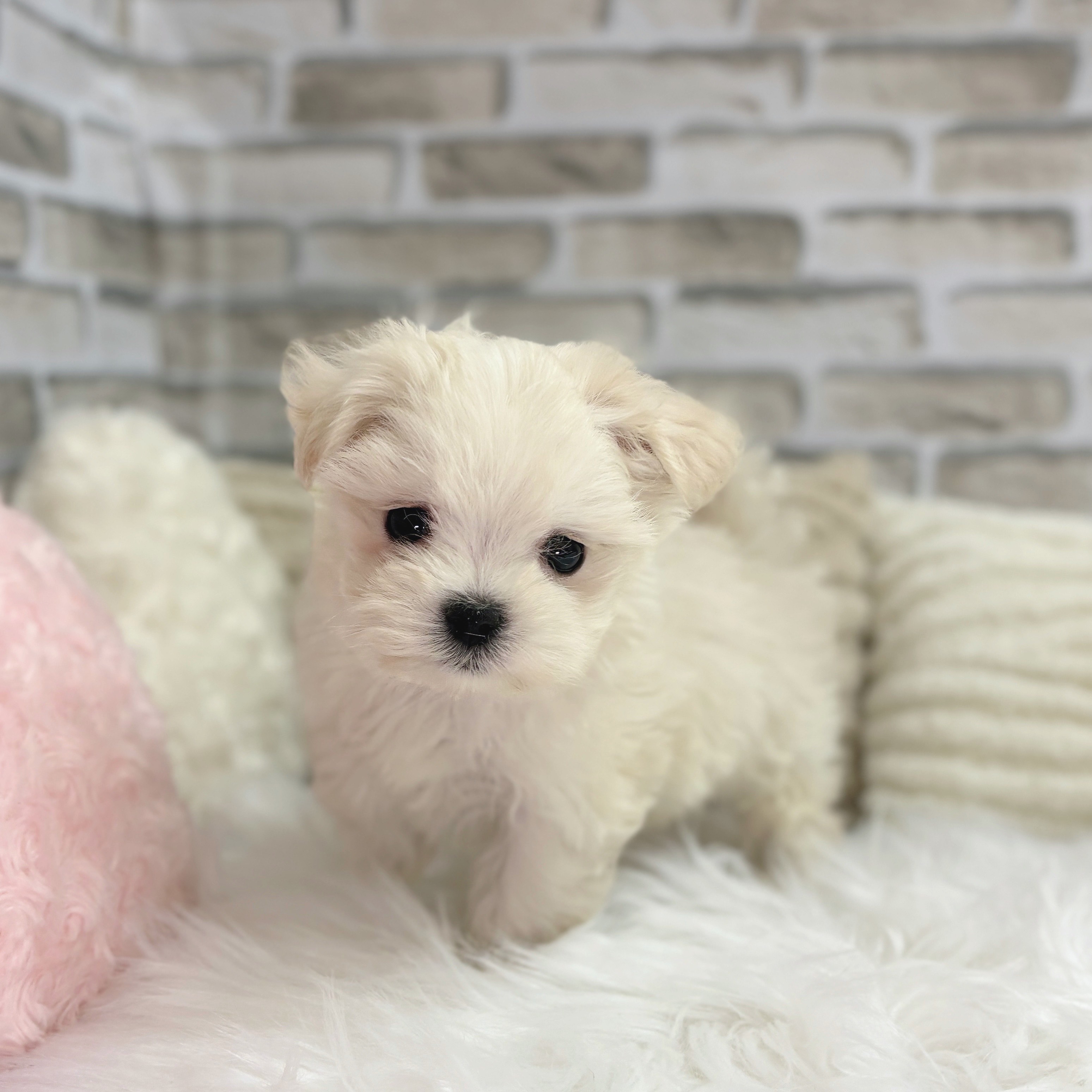神奈川県のマルチーズ (犬の家＆猫の里モザイクモール港北店/2025年9月1日生まれ/男の子/ホワイト)の子犬の4枚目の画像