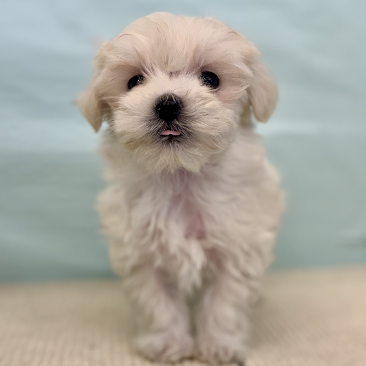 愛知県のマルチーズ (犬の家＆猫の里春日井本店/2025年9月1日生まれ/女の子/ホワイト)の子犬の4枚目の画像