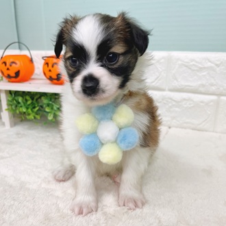 静岡県のパピヨン (犬の家＆猫の里マークイズ静岡店/2025年9月2日生まれ/男の子/ホワイトブラウン)の子犬の4枚目の画像