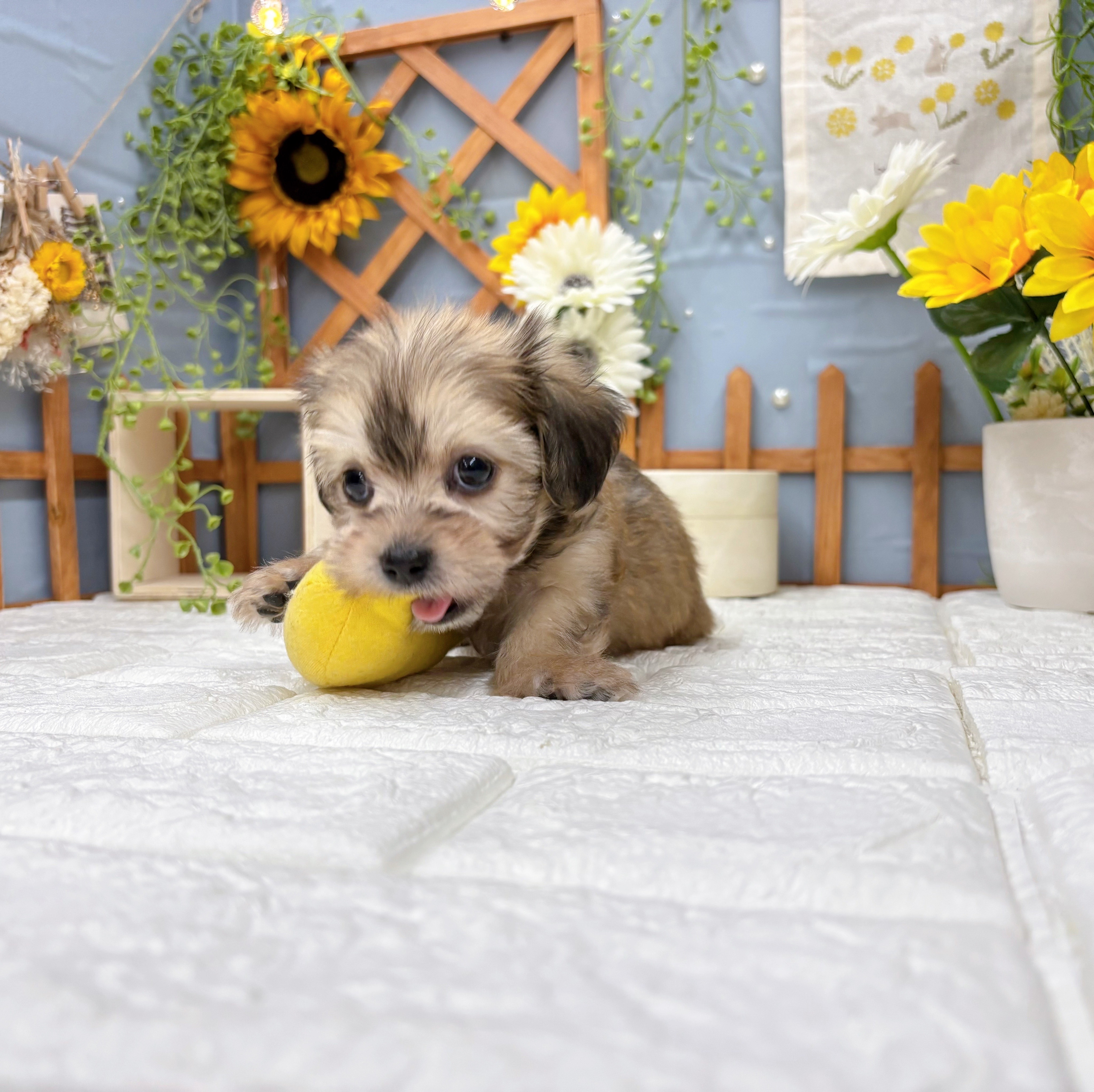 千葉県のマルックス(マルチーズ×ダックス) (犬の家＆猫の里ワンズモール稲毛店/2025年8月30日生まれ/男の子/シェーデットクリーム)の子犬の4枚目の画像