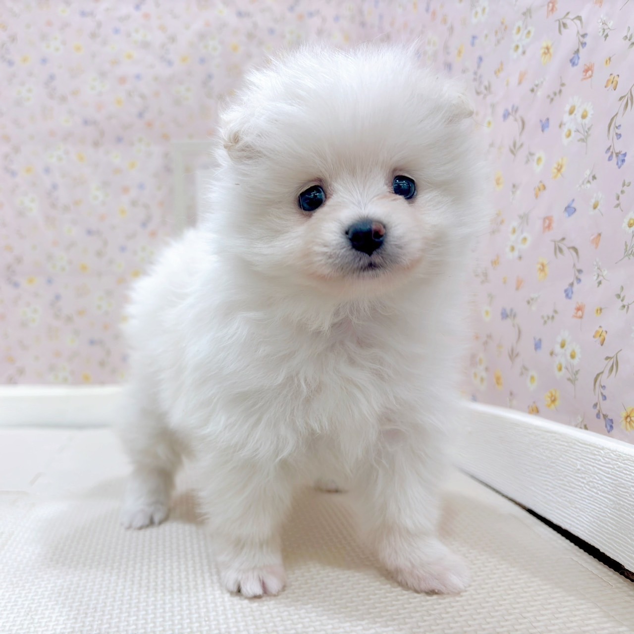 石川県のポメラニアン (犬の家＆猫の里金沢店/2025年9月1日生まれ/女の子/クリーム)の子犬の4枚目の画像