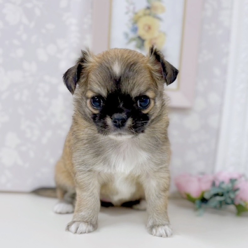 富山県のチワワ(ロング) (犬の家&猫の里アミーゴ高岡蓮花寺店/2025年9月2日生まれ/女の子/レッドホワイト)の子犬の1枚目の画像