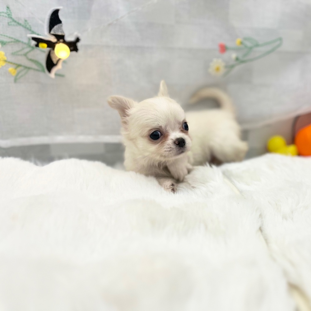 静岡県のチワワ(ロング) (犬の家＆猫の里MEGAドン・キホーテ袋井店/2025年9月2日生まれ/女の子/ホワイトクリーム)の子犬の4枚目の画像