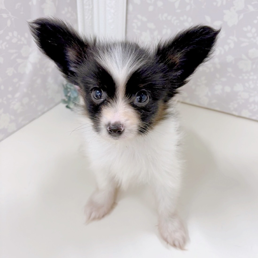 富山県のパピヨン (犬の家＆猫の里アミーゴ高岡蓮花寺店/2025年9月1日生まれ/男の子/トライカラー)の子犬の4枚目の画像