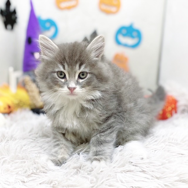 静岡県のサイベリアン (犬の家＆猫の里藤枝店/2025年9月1日生まれ/男の子/ブルータビーホワイト)の子猫の4枚目の画像