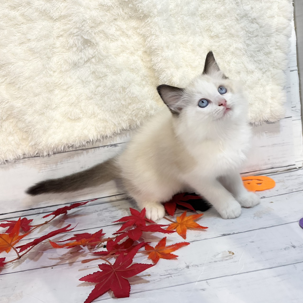 長野県のラグドール (犬の家&猫の里カインズ梓川店/2025年9月1日生まれ/男の子/シールポイントバイカラー)の子猫の1枚目の画像