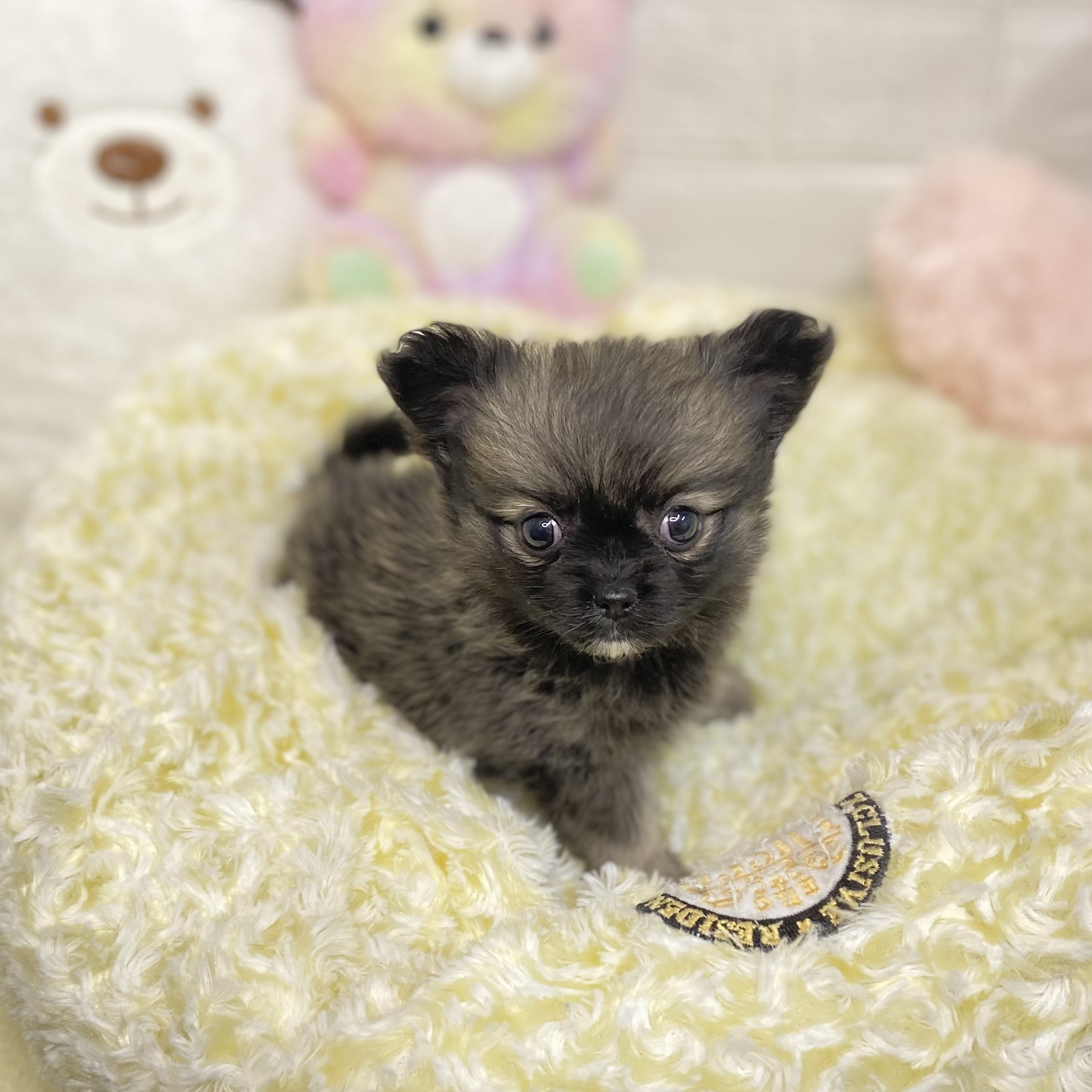 長野県のポメチワ/チワポメ/ポメチー(ポメラニアン×チワワ) (犬の家＆猫の里長野店/2025年9月1日生まれ/女の子/ウルフセーブル)の子犬の4枚目の画像