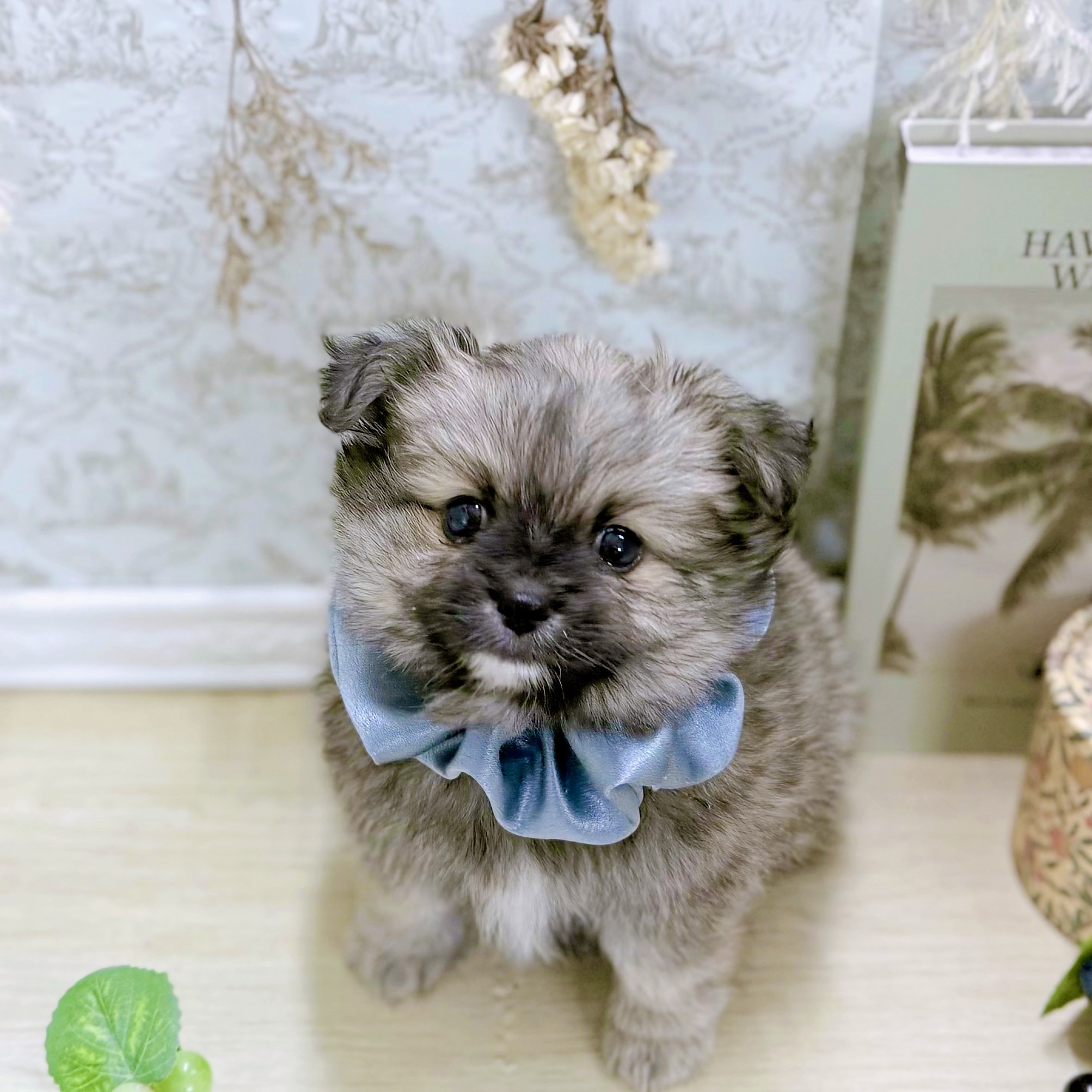 福井県のポメチワ/チワポメ/ポメチー(ポメラニアン×チワワ) (犬の家＆猫の里アミーゴ福井大和田店/2025年9月1日生まれ/男の子/ウルフセーブル)の子犬の4枚目の画像