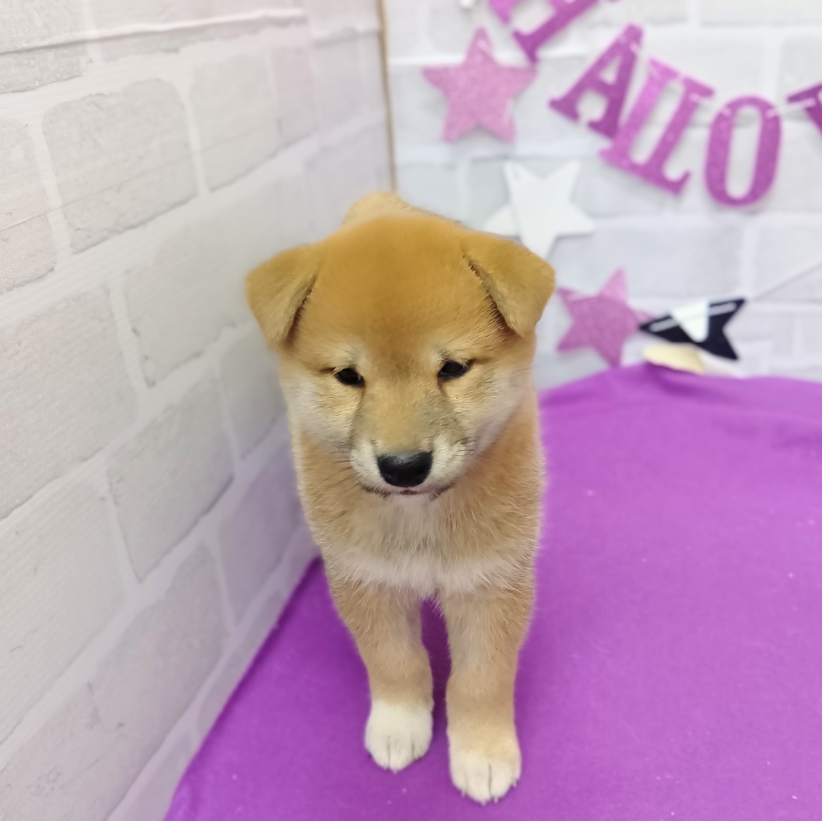 静岡県の柴犬(標準サイズ) (犬の家＆猫の里プレ葉ウォーク浜北店/2025年8月31日生まれ/女の子/赤)の子犬の4枚目の画像