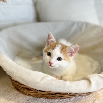 東京都のマンチカン (犬の家＆猫の里新宿店/2025年9月1日生まれ/男の子/レッドタビーホワイト)の子猫の4枚目の画像