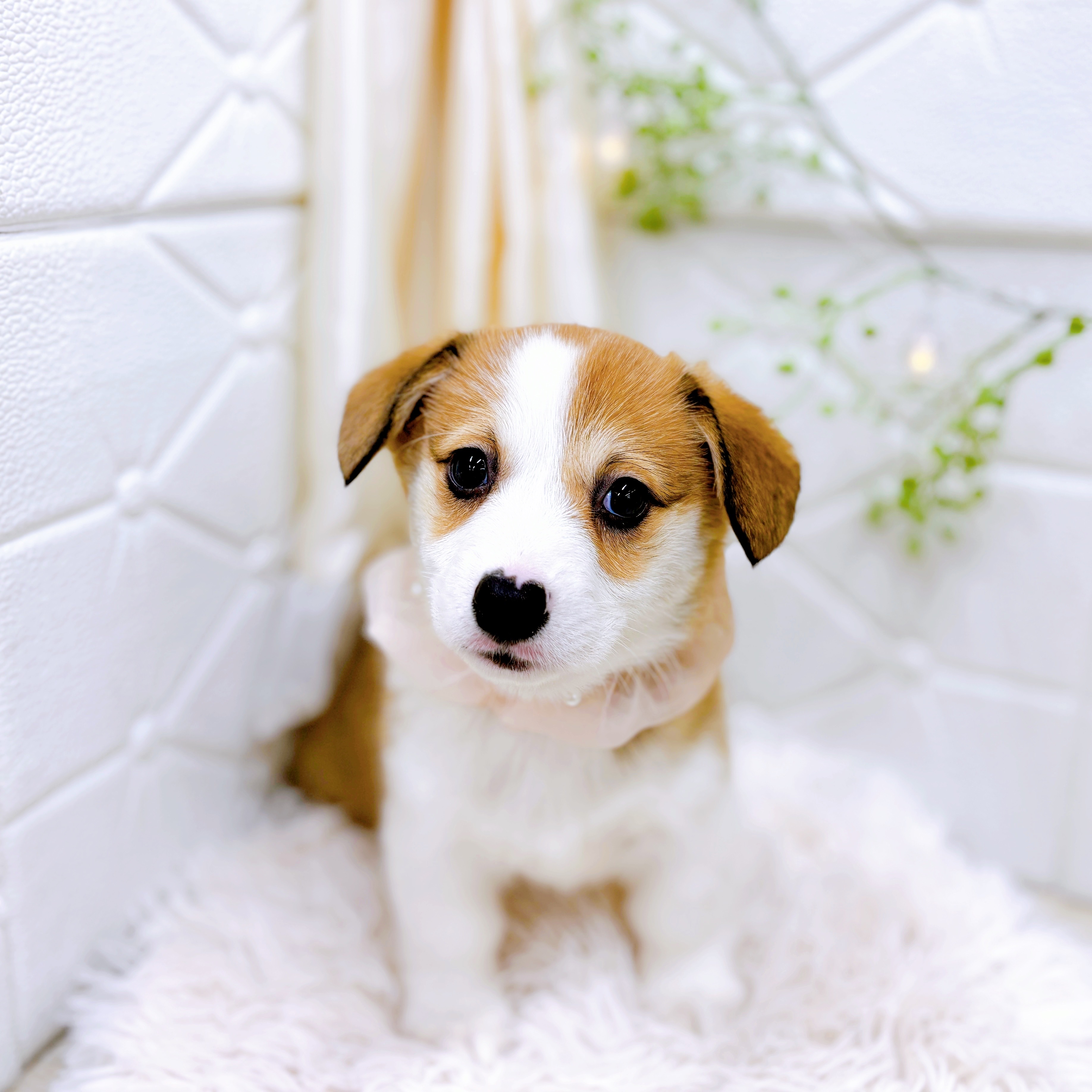 福井県のウェルシュコーギーペンブローク (犬の家＆猫の里アミーゴ福井店/2025年9月2日生まれ/女の子/セーブルホワイト)の子犬の4枚目の画像