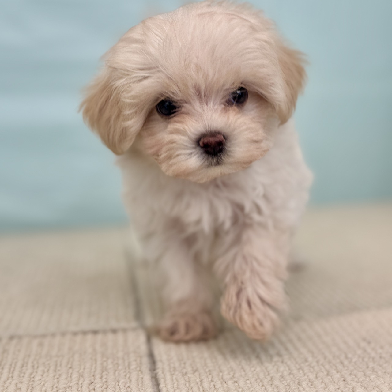 愛知県のマルプー(マルチーズ×プードル) (犬の家＆猫の里春日井本店/2025年9月2日生まれ/女の子/クリーム)の子犬の4枚目の画像