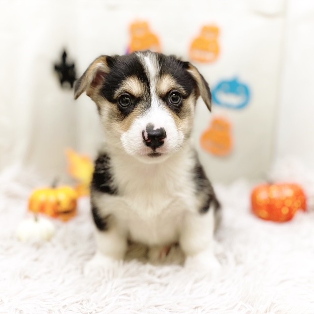 静岡県のウェルシュコーギーペンブローク (犬の家＆猫の里藤枝店/2025年9月2日生まれ/男の子/ブラックタンホワイト)の子犬の4枚目の画像