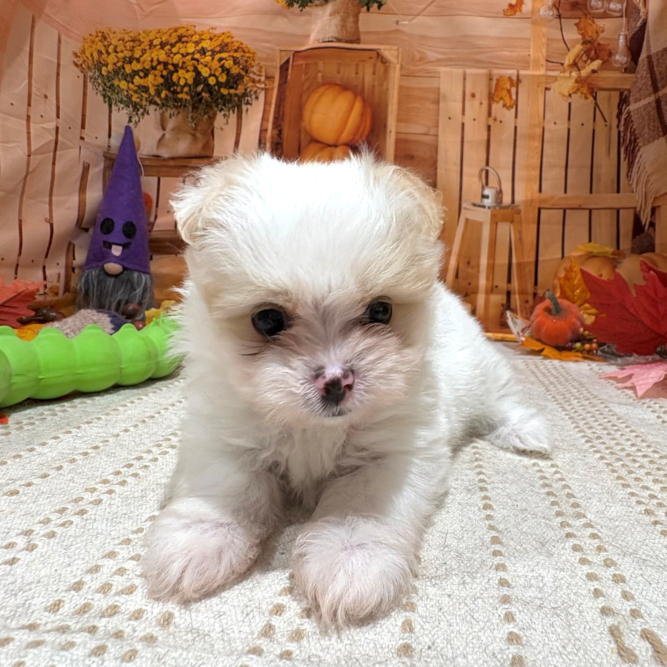 2025年9月2日生まれのポメマル/マルポメ(ポメラニアン×マルチーズ)の4枚目の写真