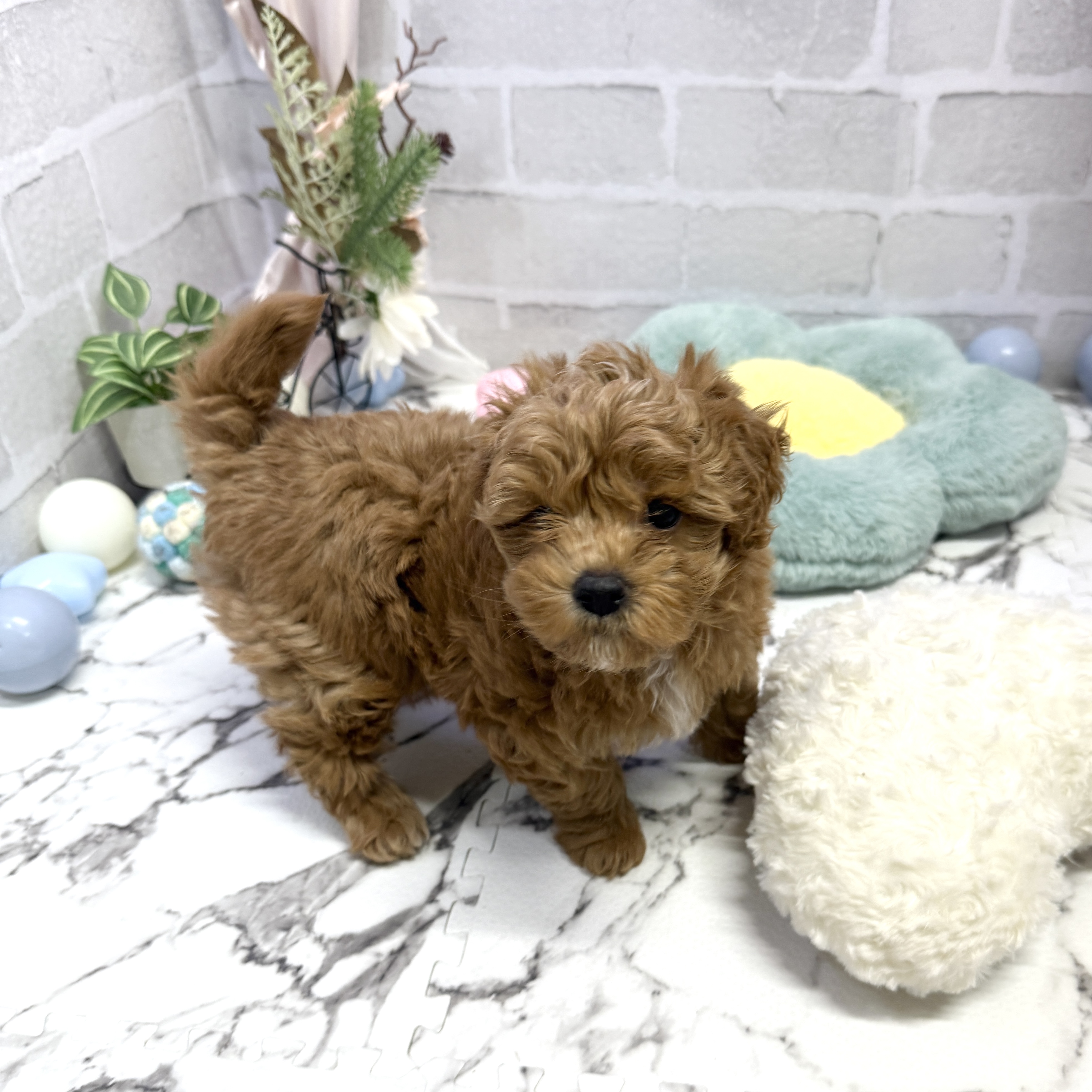 愛知県のマルプー(マルチーズ×プードル) (犬の家＆猫の里岡崎店/2025年8月30日生まれ/男の子/レッドホワイト)の子犬の4枚目の画像