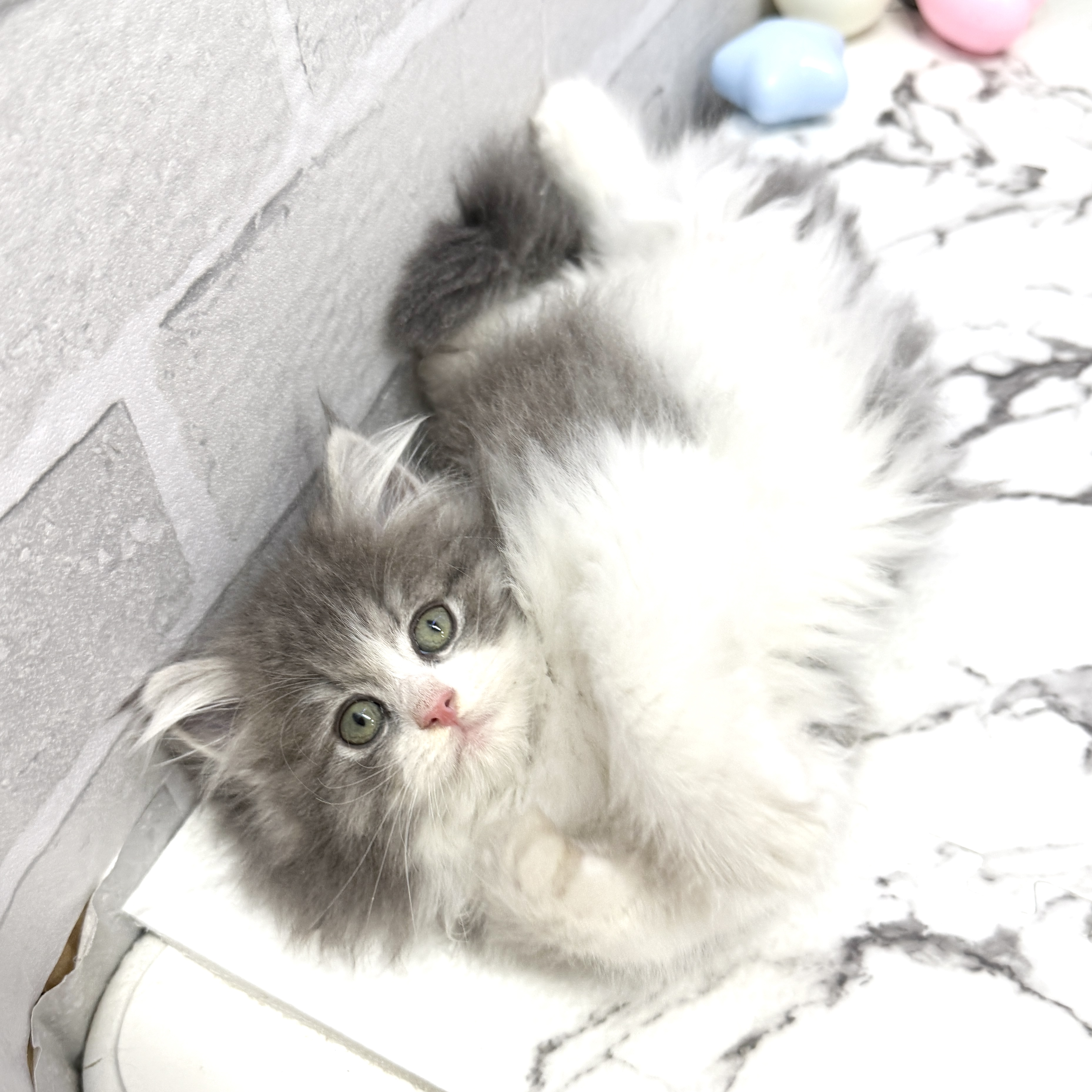 愛知県のサイベリアン (犬の家＆猫の里岡崎店/2025年9月1日生まれ/女の子/ブルータビーホワイト)の子猫の4枚目の画像