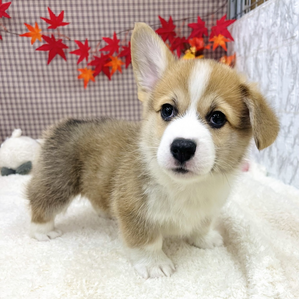 愛知県のウェルシュコーギーペンブローク (犬の家＆猫の里エアポートウォーク店/2025年9月1日生まれ/男の子/セーブルホワイト)の子犬の4枚目の画像