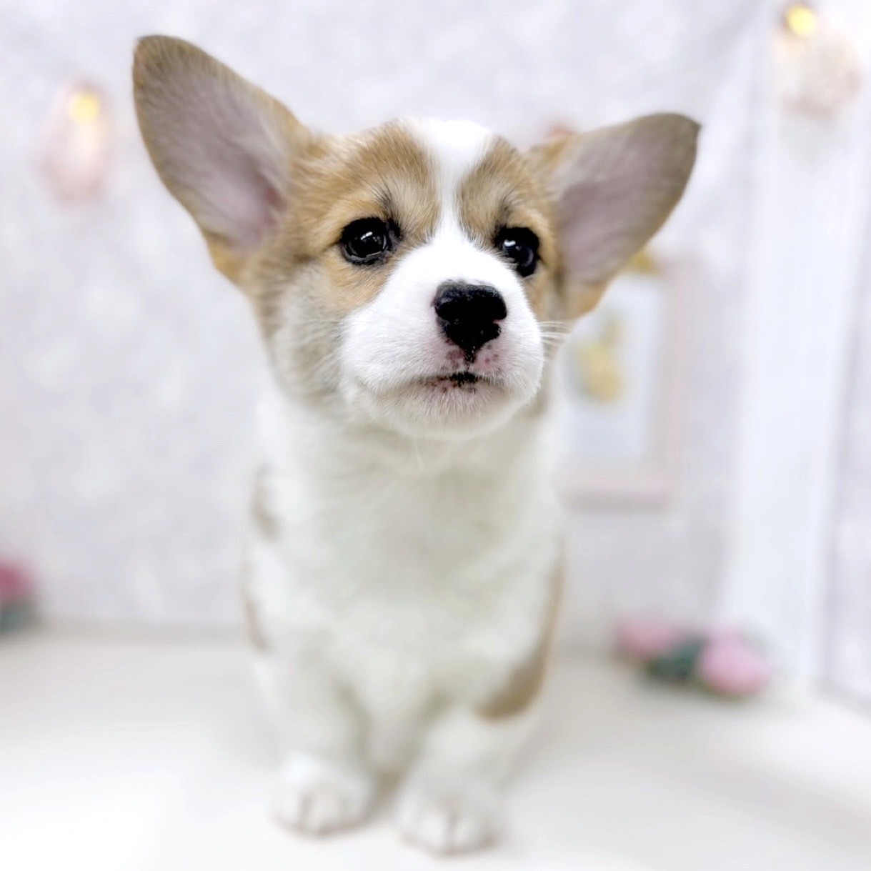 富山県のウェルシュコーギーペンブローク (犬の家＆猫の里アミーゴ高岡蓮花寺店/2025年9月1日生まれ/女の子/セーブルホワイト)の子犬の4枚目の画像