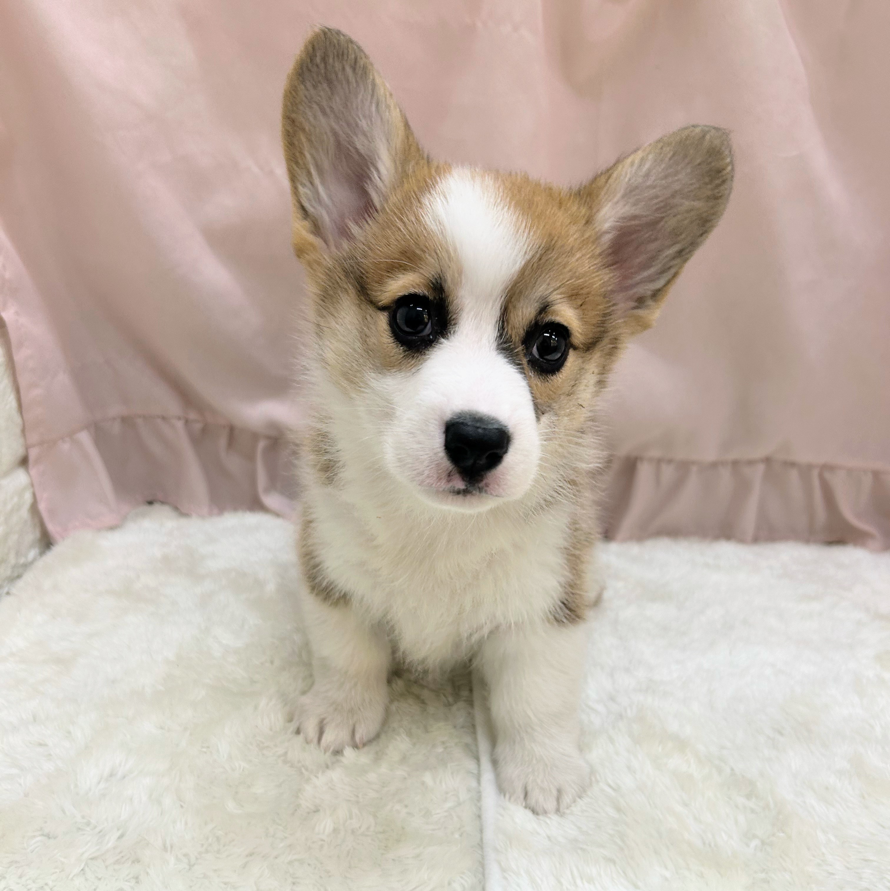 愛知県のウェルシュコーギーペンブローク (犬の家＆猫の里アミーゴ神の倉店/2025年9月1日生まれ/女の子/セーブルホワイト)の子犬の4枚目の画像