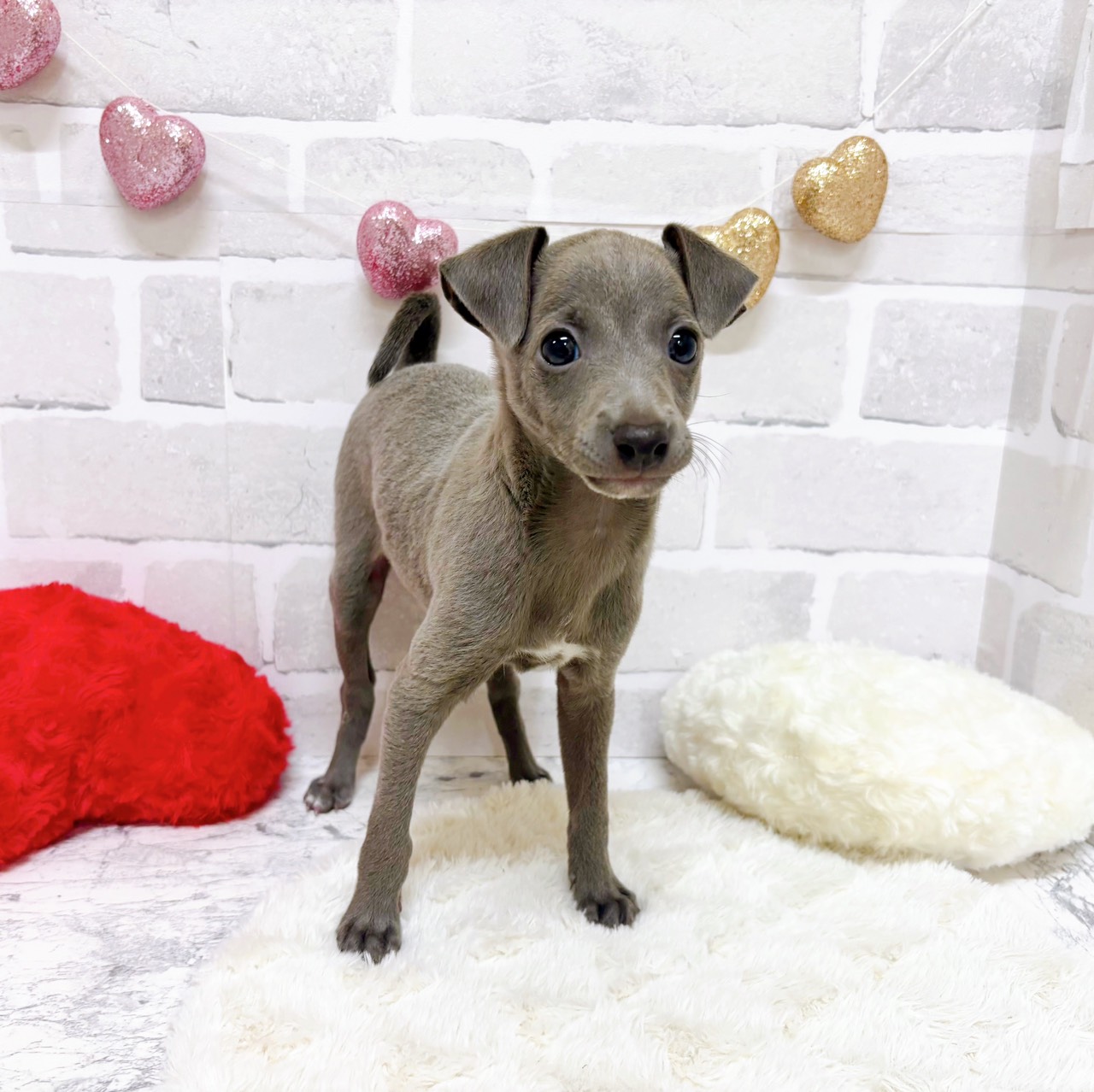 京都府のイタリアングレーハウンド (犬の家＆猫の里京都精華店/2025年9月2日生まれ/男の子/ブルーホワイト)の子犬の4枚目の画像