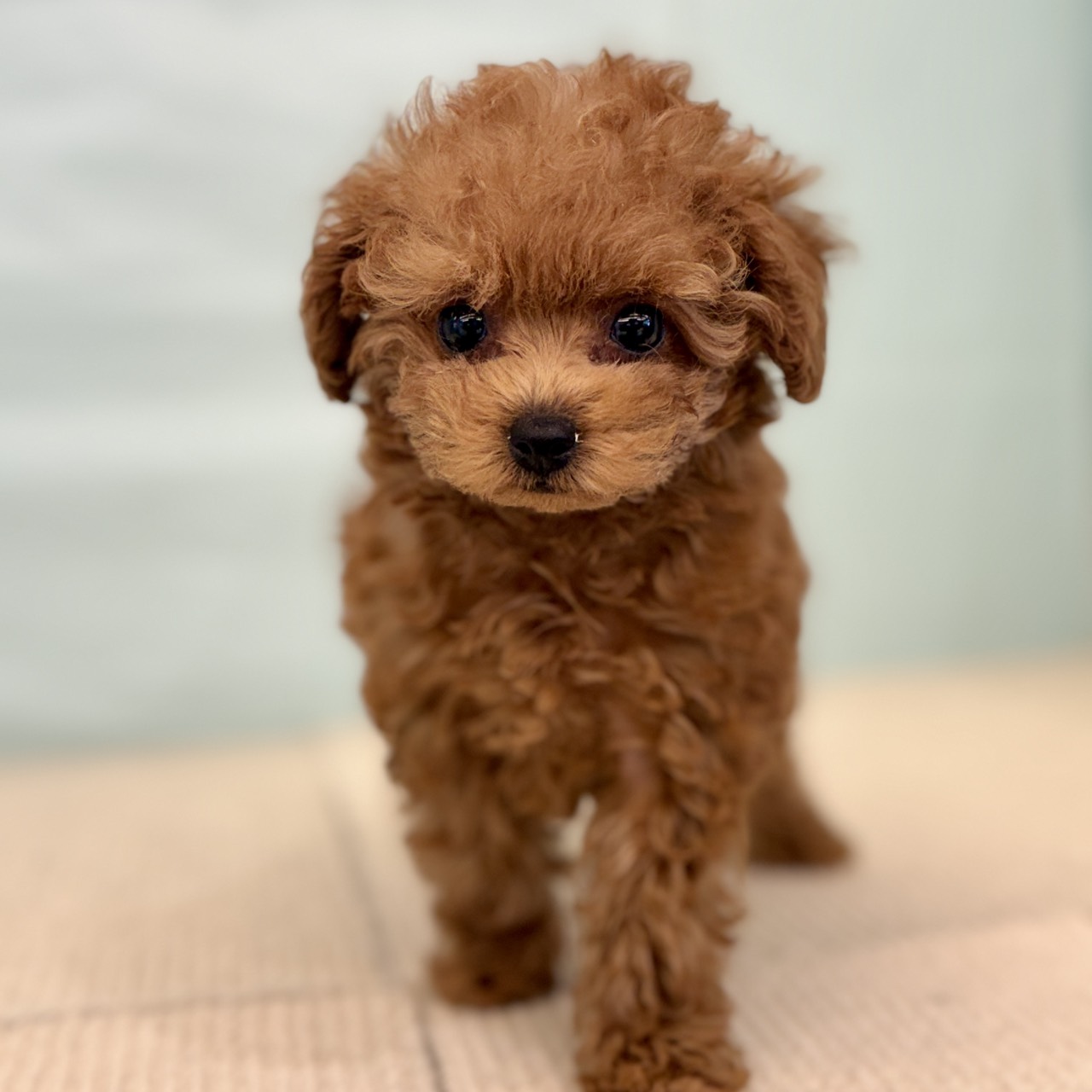 愛知県のトイプードル(タイニー) (犬の家＆猫の里春日井本店/2025年8月30日生まれ/女の子/レッド)の子犬の4枚目の画像