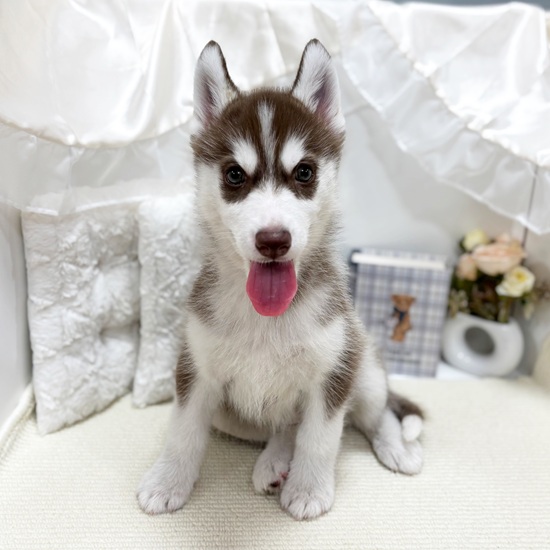 岐阜県のシベリアンハスキー (犬の家＆猫の里カラフルタウン岐阜店/2025年8月28日生まれ/女の子/チョコレートホワイト)の子犬の4枚目の画像