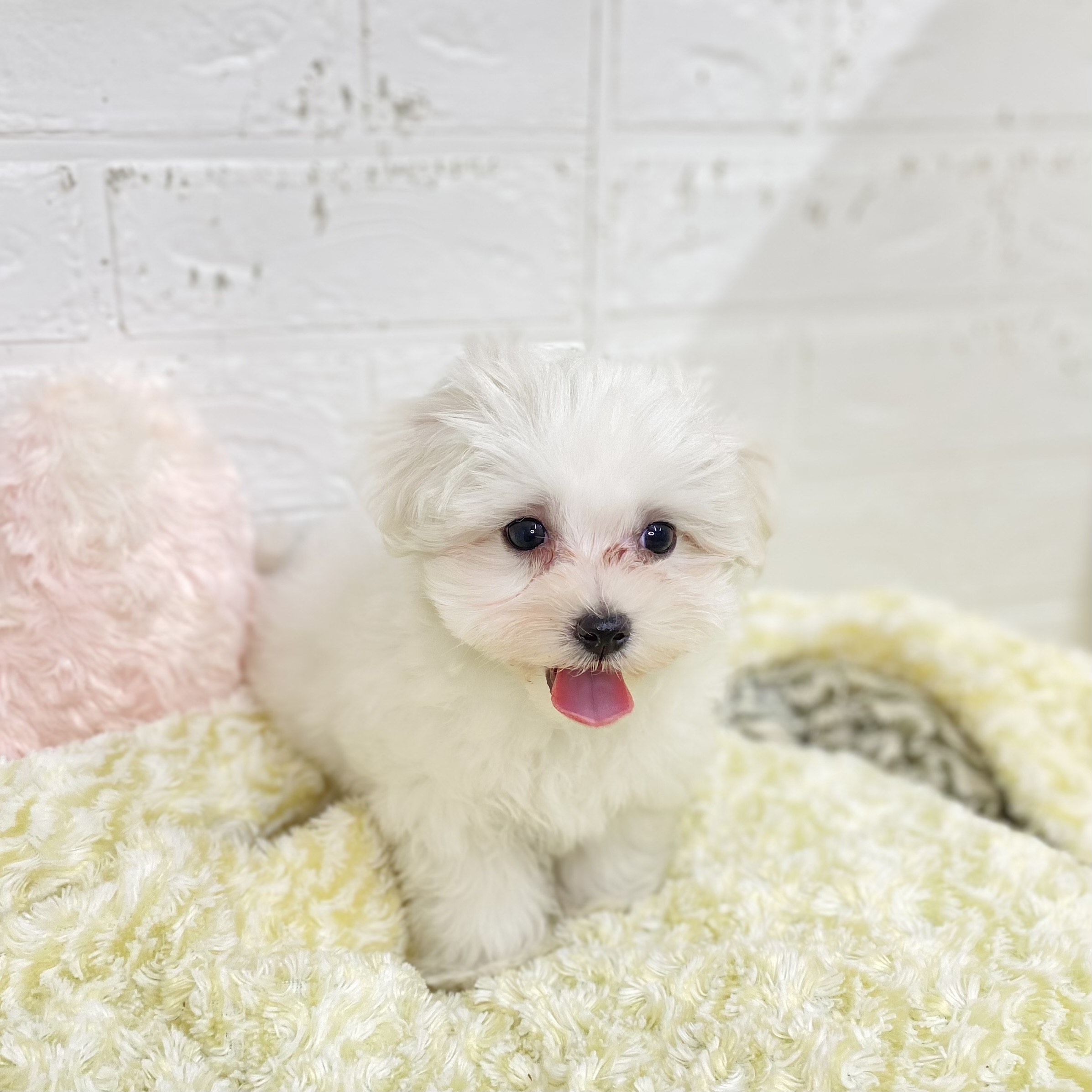 長野県のマルチーズ (犬の家＆猫の里長野店/2025年9月1日生まれ/男の子/ホワイト)の子犬の4枚目の画像