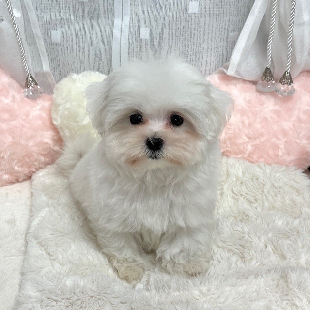 神奈川県のマルチーズ (犬の家＆猫の里相模原店/2025年9月1日生まれ/男の子/ホワイト)の子犬の4枚目の画像