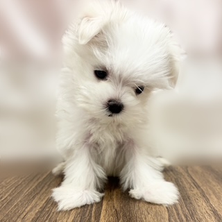 兵庫県のマルチーズ (犬の家＆猫の里カナート西神戸店/2025年8月26日生まれ/女の子/ホワイト)の子犬の4枚目の画像