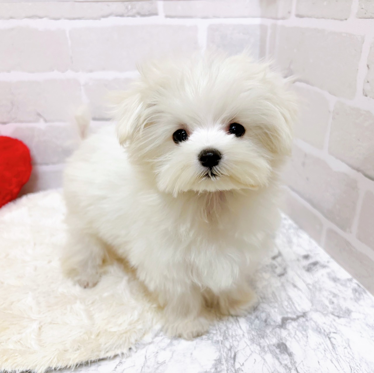 京都府のマルチーズ (犬の家＆猫の里京都精華店/2025年8月26日生まれ/女の子/ホワイト)の子犬の4枚目の画像