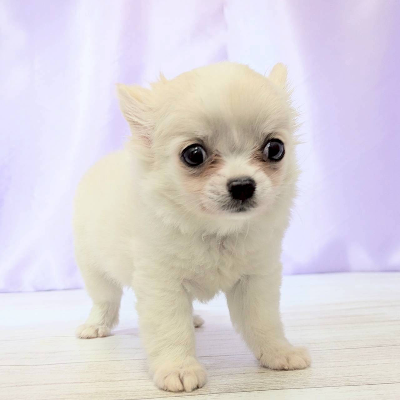 兵庫県のチワワ(ロング) (犬の家＆猫の里尼崎店/2025年9月2日生まれ/男の子/クリームホワイト)の子犬の4枚目の画像