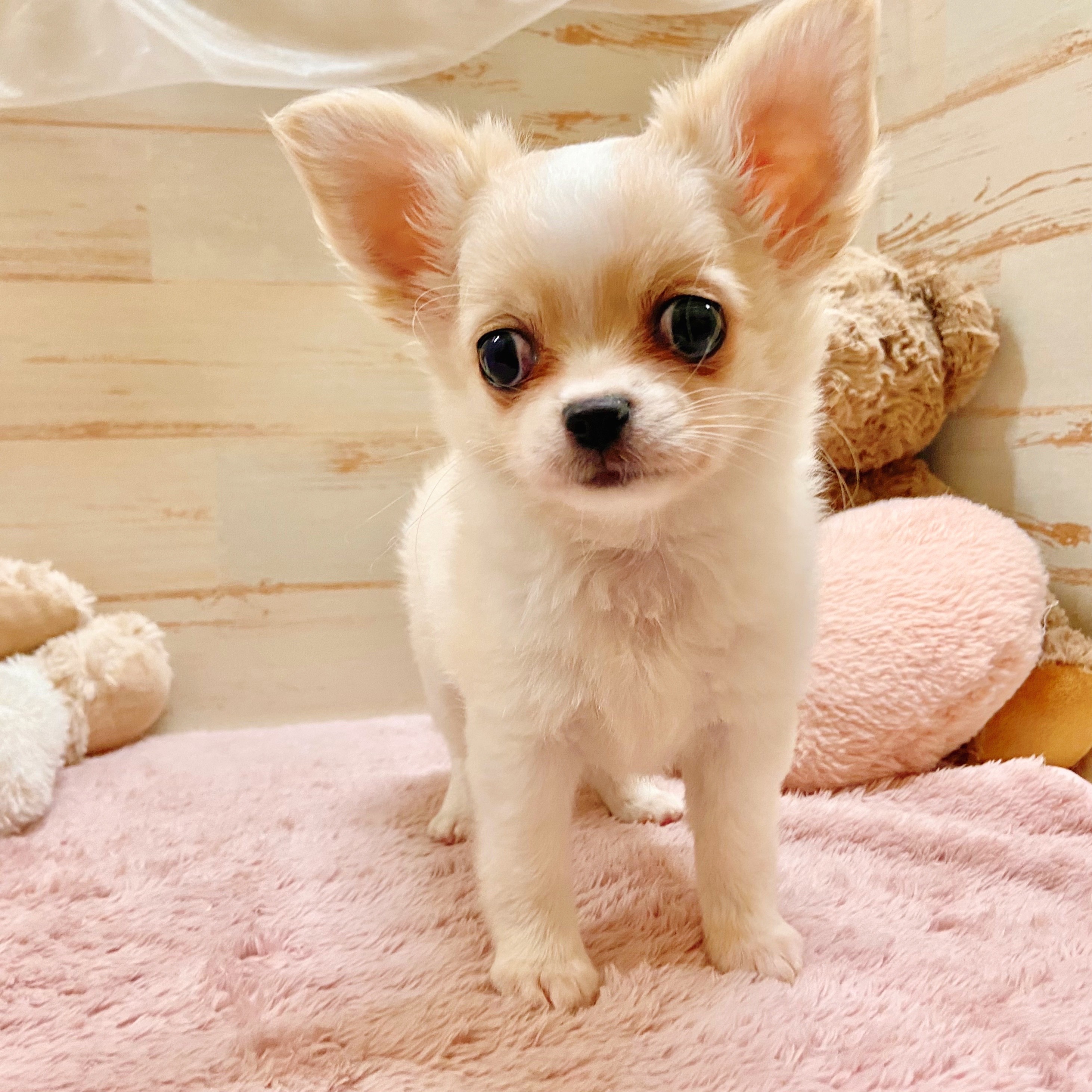 兵庫県のチワワ(ロング) (犬の家＆猫の里神戸店/2025年9月2日生まれ/男の子/クリームホワイト)の子犬の4枚目の画像