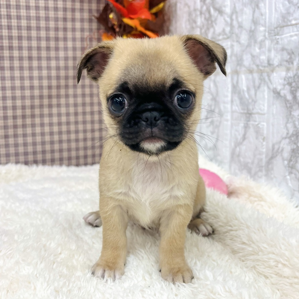 愛知県のチワパグ/パグチー(チワワ×パグ) (犬の家＆猫の里エアポートウォーク店/2025年9月3日生まれ/女の子/フォーン)の子犬の4枚目の画像