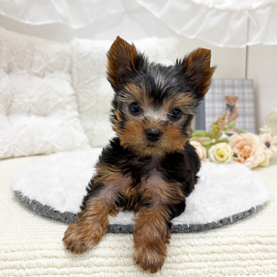 岐阜県のヨークシャーテリア (犬の家＆猫の里カラフルタウン岐阜店/2025年9月1日生まれ/男の子/スチールブルータン)の子犬の4枚目の画像