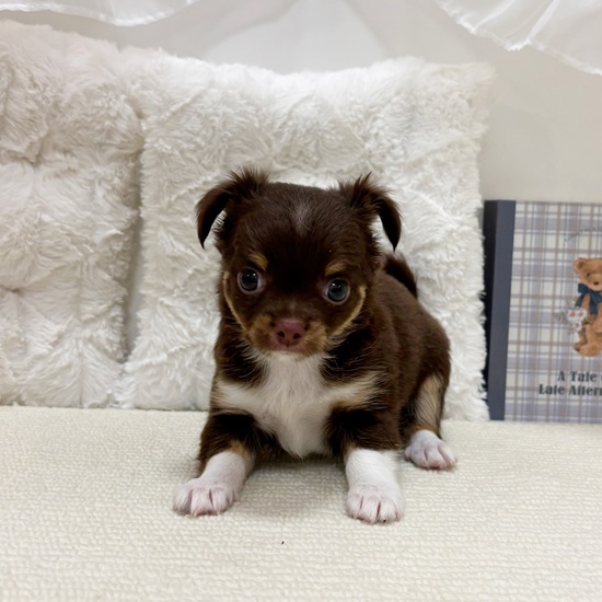 岐阜県のチワワ(ロング) (犬の家＆猫の里カラフルタウン岐阜店/2025年9月1日生まれ/男の子/チョコレートタンホワイト)の子犬の4枚目の画像