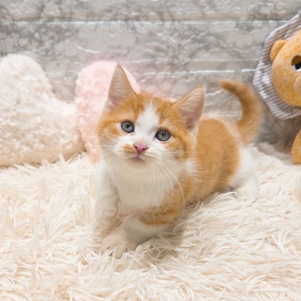 愛知県のミヌエット (犬の家＆猫の里MiO香久山店/2025年9月2日生まれ/男の子/レッドマッカレルタビーホワイト)の子猫の4枚目の画像