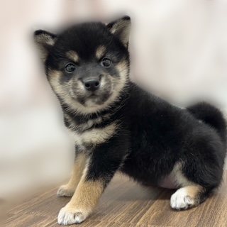 兵庫県の柴犬(標準サイズ) (犬の家＆猫の里カナート西神戸店/2025年9月3日生まれ/女の子/黒)の子犬の4枚目の画像