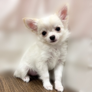 兵庫県のチワワ(ロング) (犬の家＆猫の里カナート西神戸店/2025年8月29日生まれ/女の子/ホワイトクリーム)の子犬の1枚目の画像