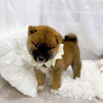 滋賀県の柴犬(標準サイズ) (犬の家＆猫の里長浜店/2025年9月4日生まれ/男の子/赤)の子犬の4枚目の画像