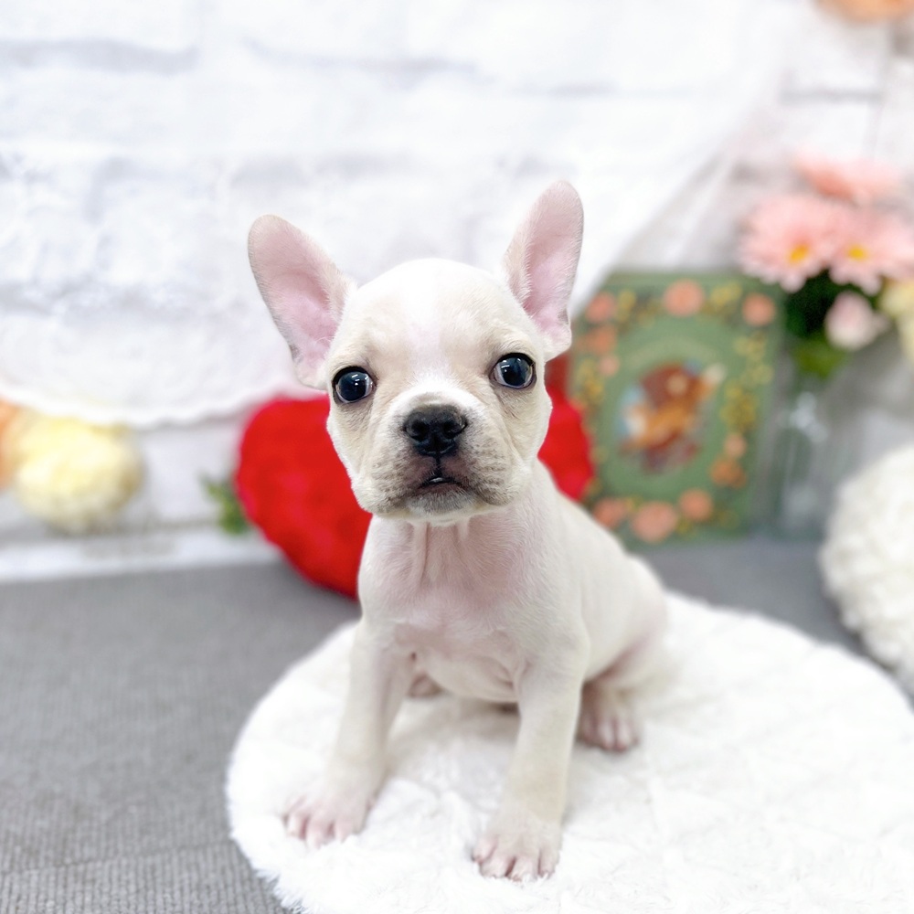 京都府のフレンチブルドッグ (犬の家＆猫の里京都樟葉店/2025年8月29日生まれ/男の子/クリーム)の子犬の4枚目の画像