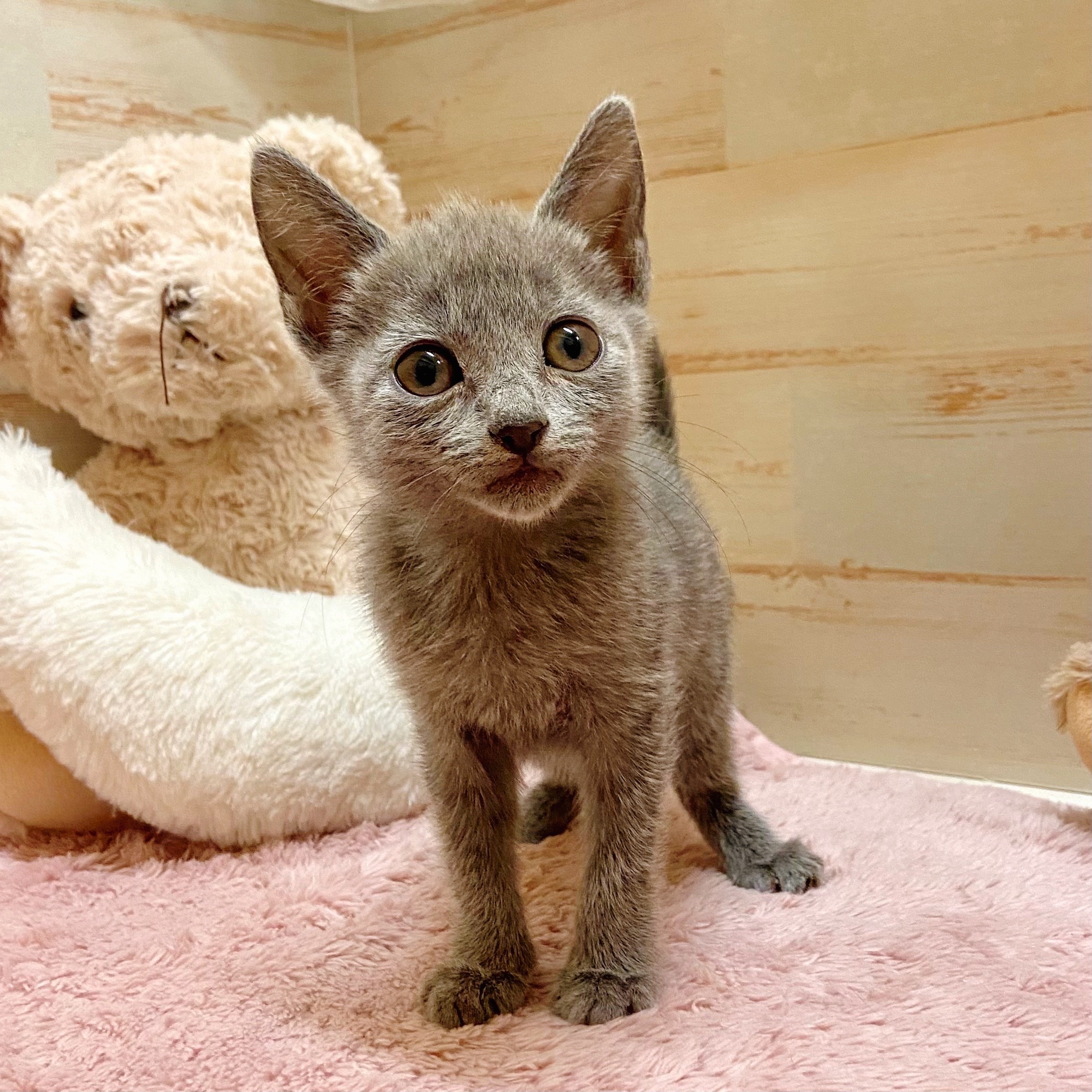 兵庫県のロシアンブルー (犬の家＆猫の里神戸店/2025年9月3日生まれ/女の子/ブルー)の子猫の4枚目の画像