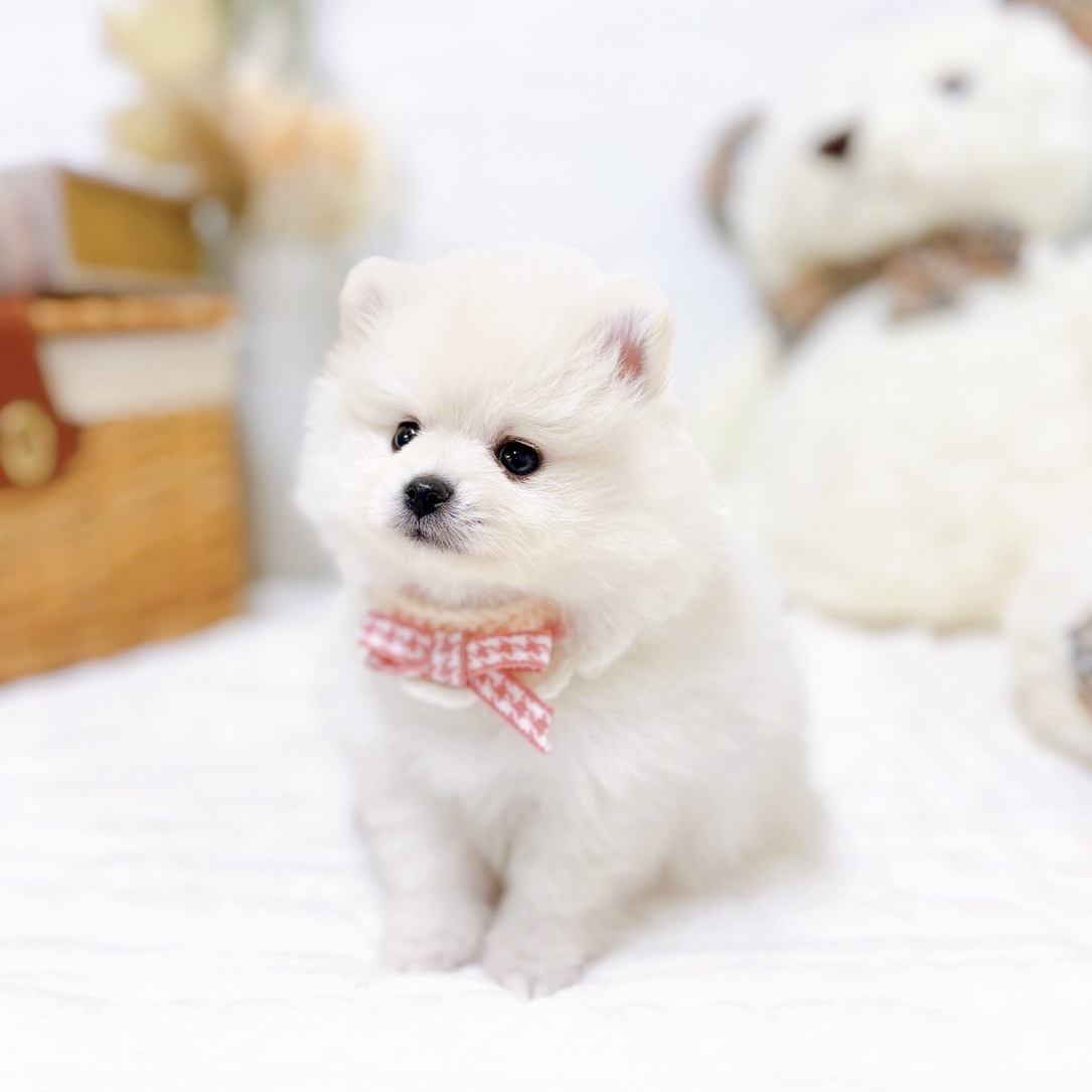 滋賀県のポメラニアン (犬の家＆猫の里近江八幡店/2025年9月3日生まれ/女の子/クリーム)の子犬の4枚目の画像