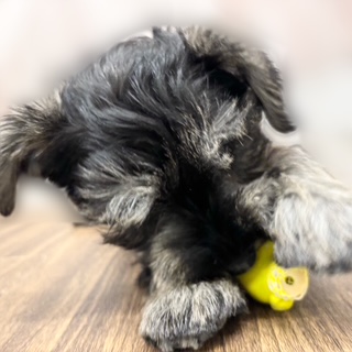 兵庫県のミニチュアシュナウザー (犬の家＆猫の里カナート西神戸店/2025年8月29日生まれ/女の子/ソルトペッパー)の子犬の4枚目の画像