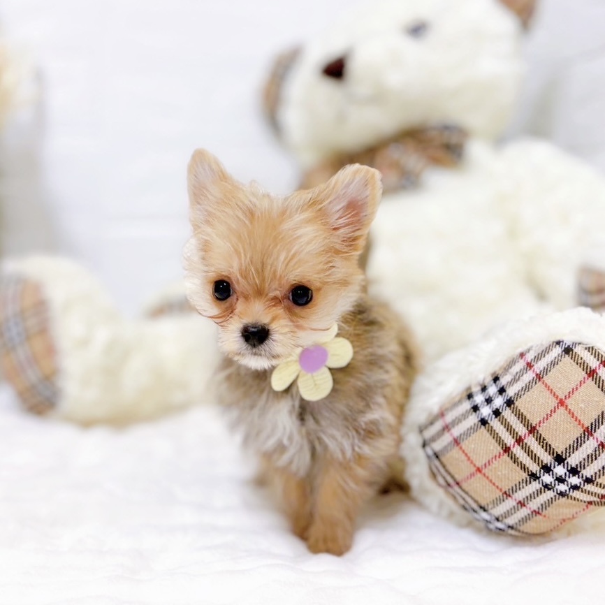 滋賀県のポメキー(ポメラニアン×ヨークシャーテリア) (犬の家＆猫の里近江八幡店/2025年8月31日生まれ/女の子/フォーン)の子犬の4枚目の画像