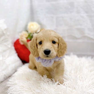 滋賀県のミニチュアダックスフンド(ロング) (犬の家＆猫の里長浜店/2025年9月1日生まれ/女の子/イエロー)の子犬の4枚目の画像