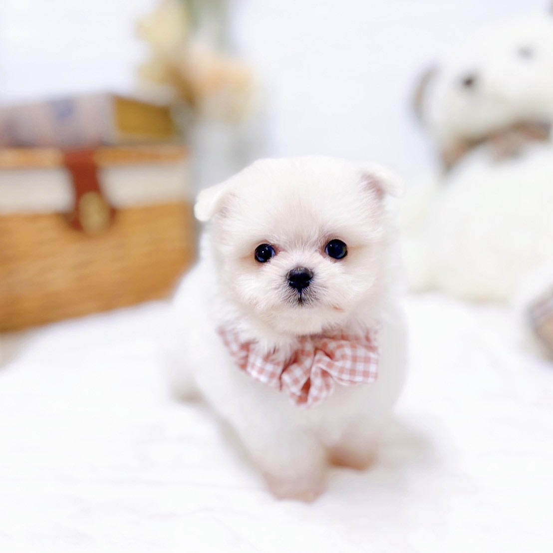 滋賀県のポメマル/マルポメ(ポメラニアン×マルチーズ) (犬の家＆猫の里近江八幡店/2025年9月3日生まれ/女の子/クリーム)の子犬の4枚目の画像