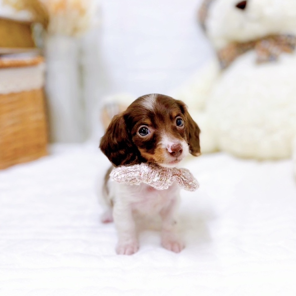 滋賀県のミニチュアダックスフンド(ロング) (犬の家＆猫の里近江八幡店/2025年9月4日生まれ/女の子/チョコレート、タン＆パイポールド)の子犬の4枚目の画像