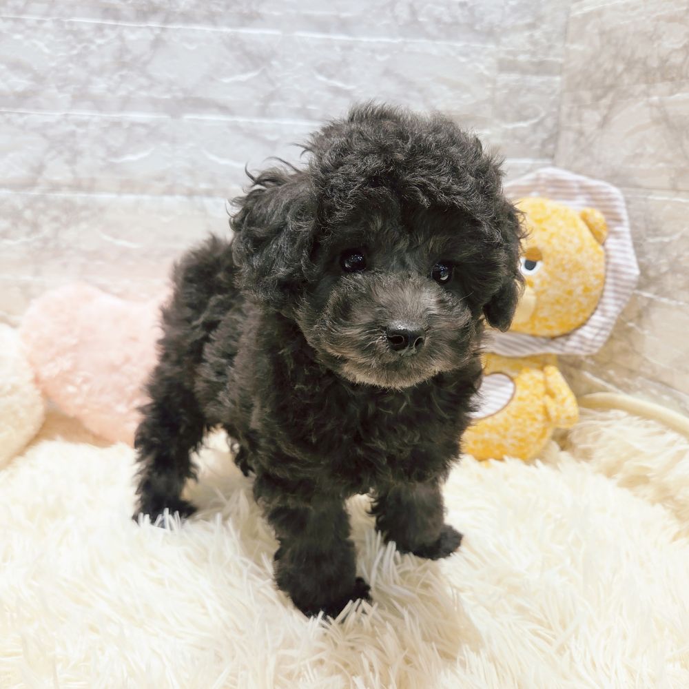 愛知県のトイプードル(トイ) (犬の家＆猫の里MiO香久山店/2025年9月3日生まれ/女の子/グレー)の子犬の4枚目の画像